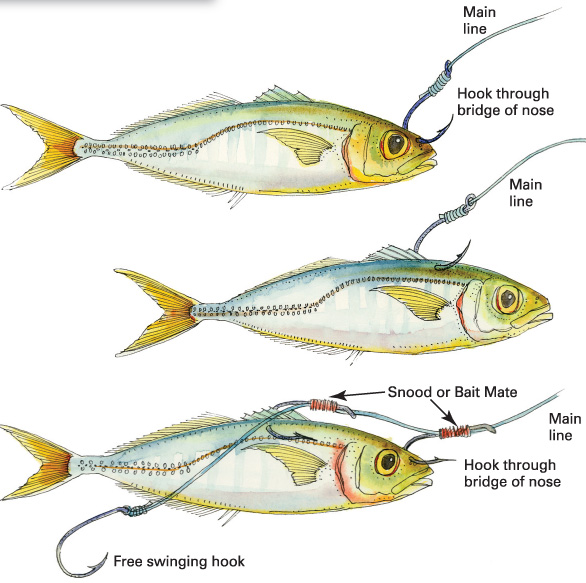 livebait-rigs-x3.jpg